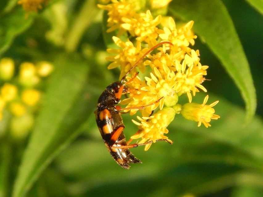 Strangalia attenuata - nyurgacincér