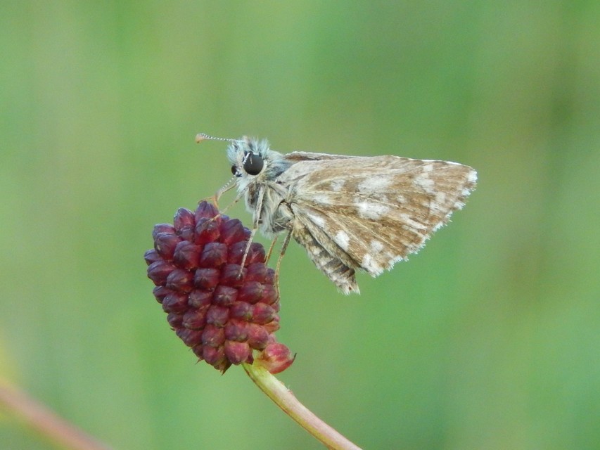 Pyrgus malvae - kis busalepke