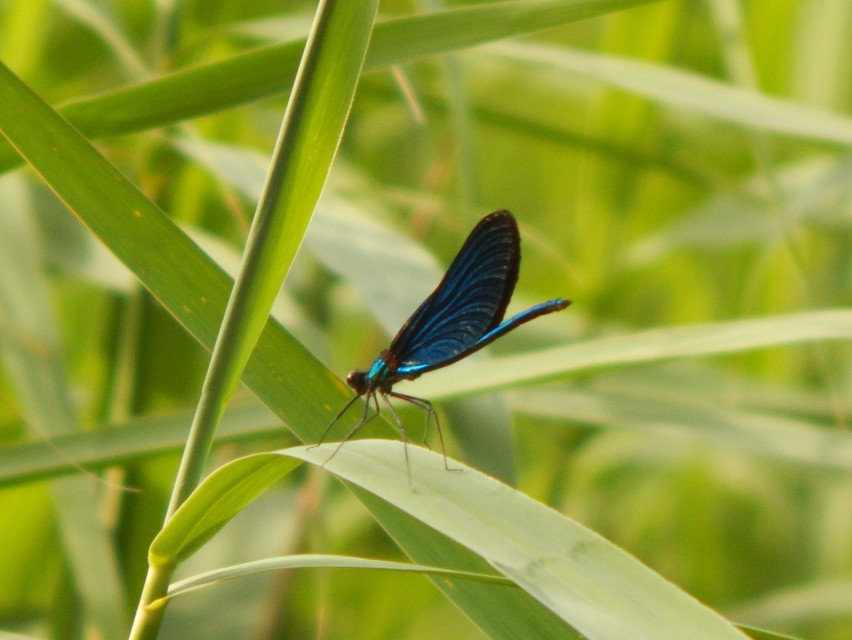 Calopteryx virgo - kisasszony-szitakötő