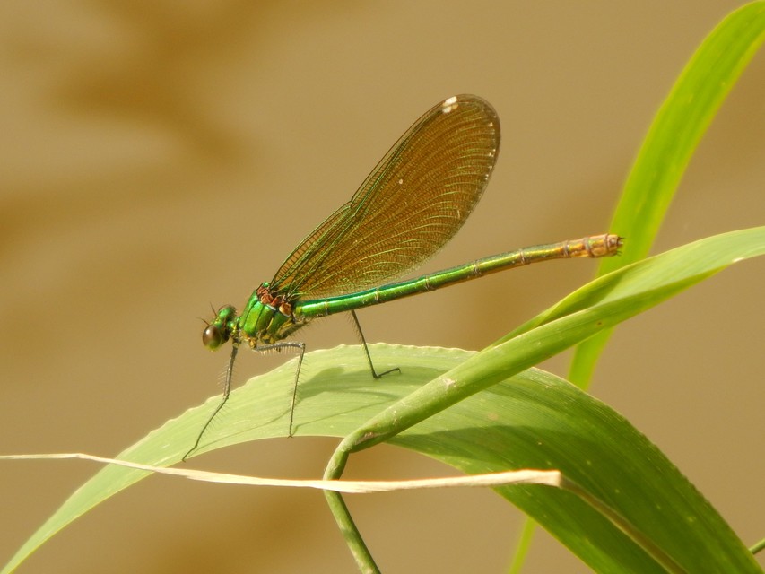 Calopteryx splendens - sávos szitakötő