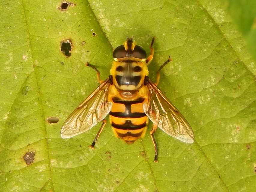Myathropa florea - halálfejes odúlégy