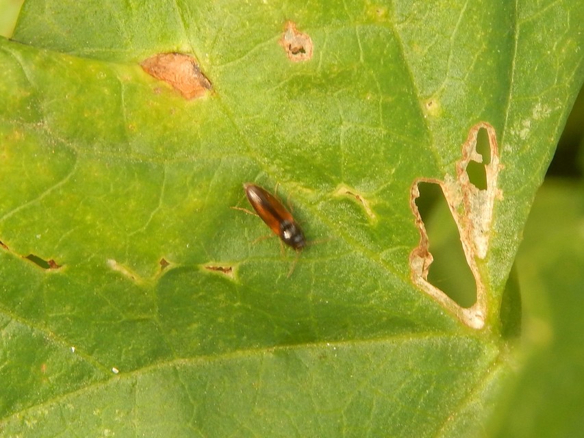 Elateridae - pattanóbogárfélék