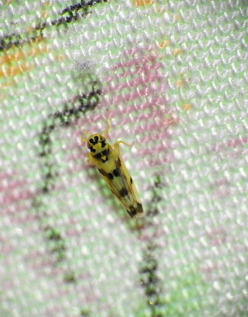 Eupteryx