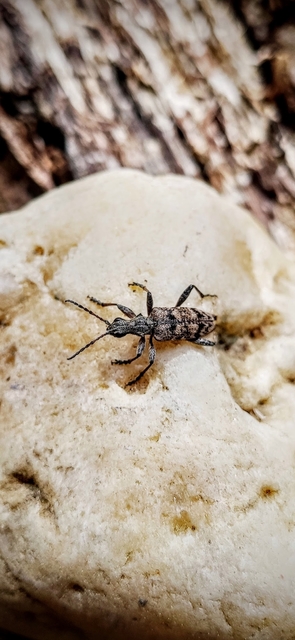 Rhagium inquisitor - fenyves-tövisescincér