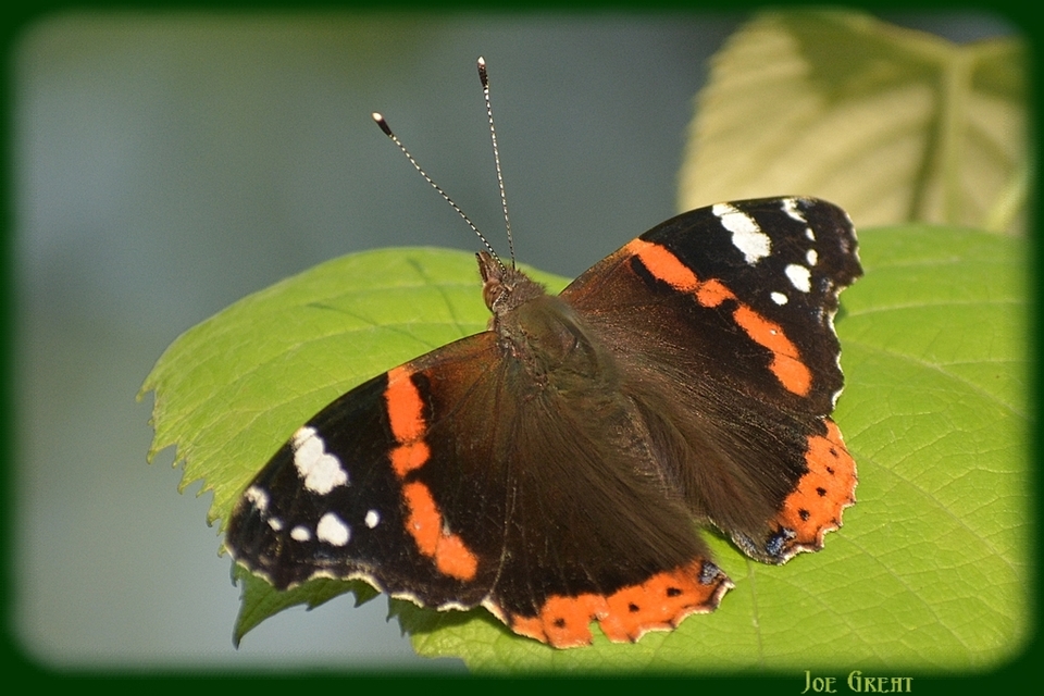 Vanessa atalanta - atalantalepke