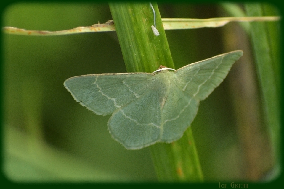Chlorissa cloraria - sárgászöld araszoló