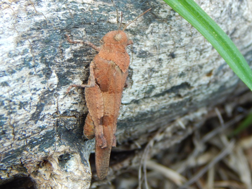 Oedipoda caerulescens - kékszárnyú sáska