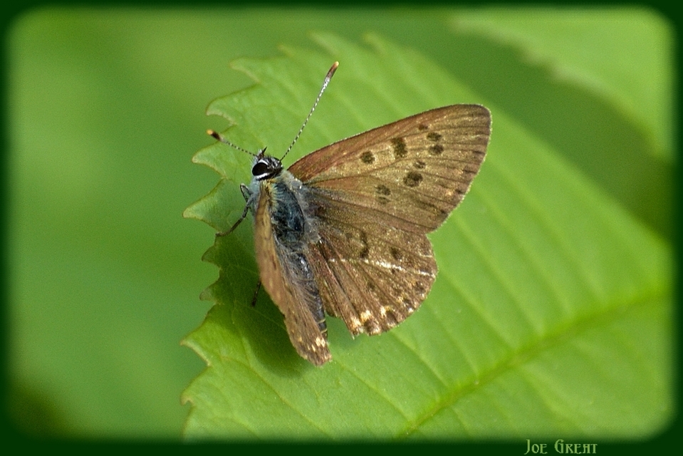 Lycaena tityrus - barna tűzlepke