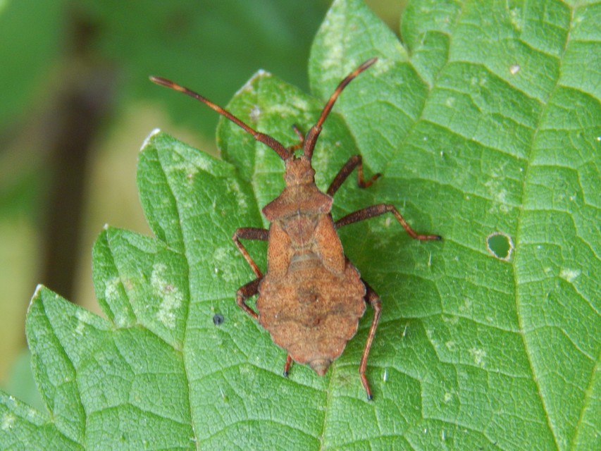 Coreus marginatus - közönséges karimáspoloska