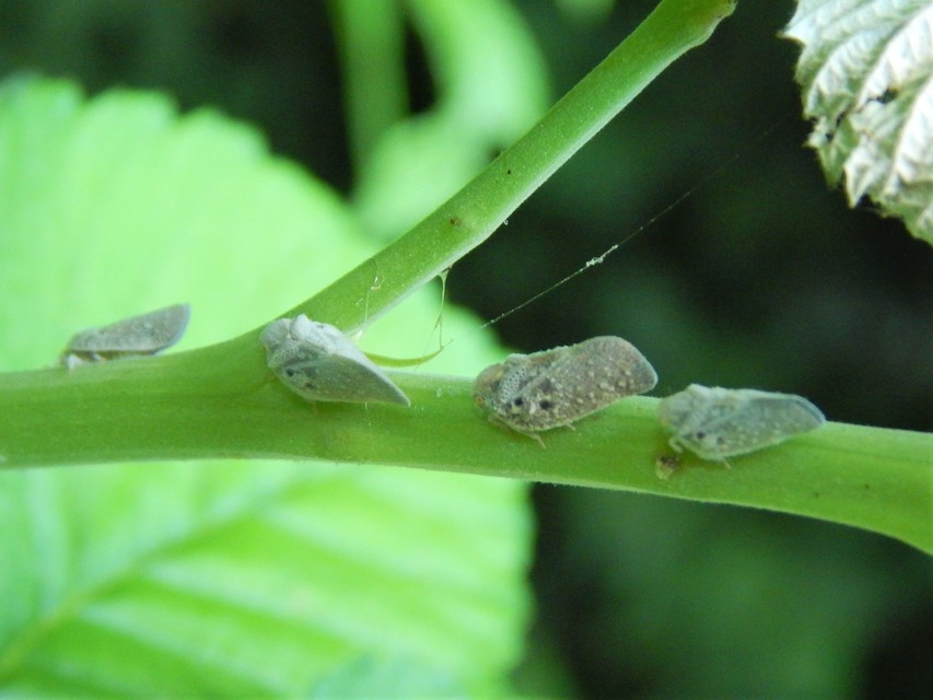 Metcalfa pruinosa - amerikai lepkekabóca