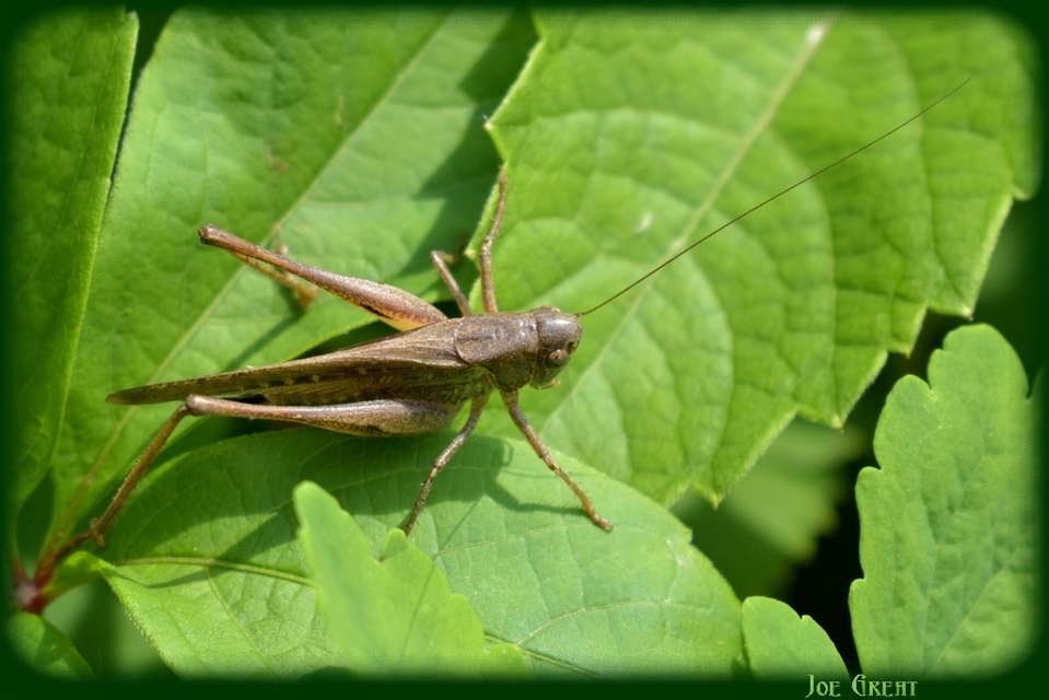 Platycleis grisea - szürke rétiszöcske