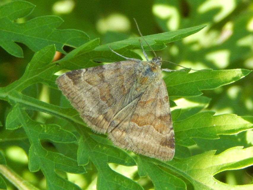 Euclidia glyphica - közönséges nappalibagoly