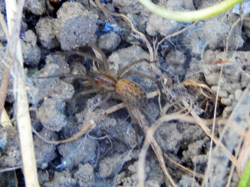 Eratigena agrestis - réti zugpók
