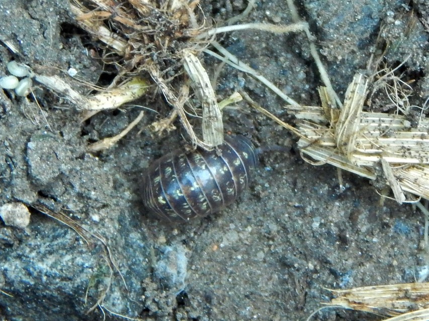 Armadillidium