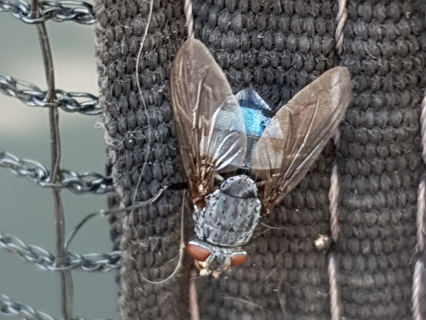 Calliphora