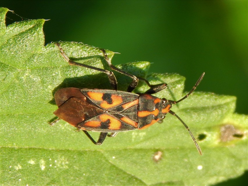 Spilostethus saxatilis - virágbodobács