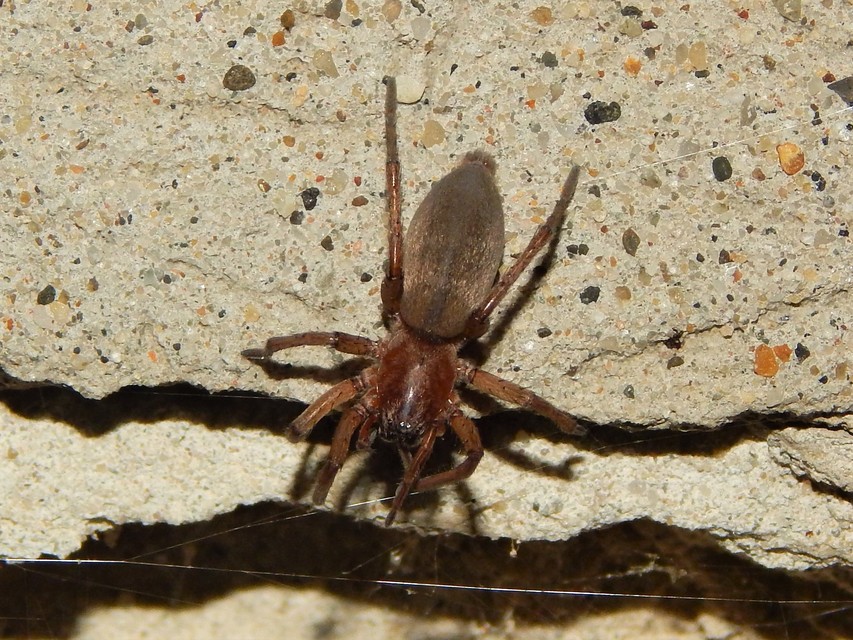 Drassodes/Drassodex