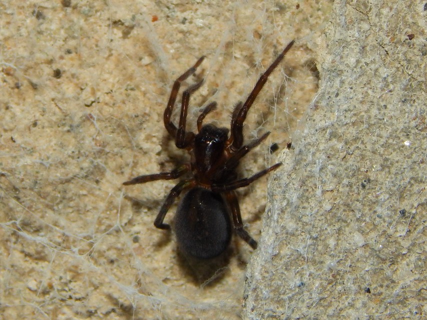 Amaurobius