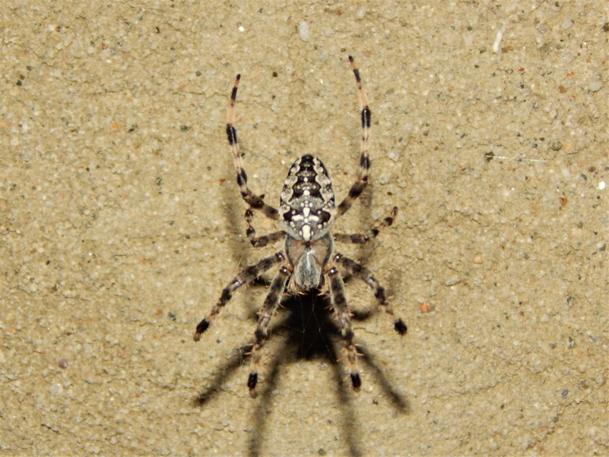 Araneus diadematus - koronás keresztespók