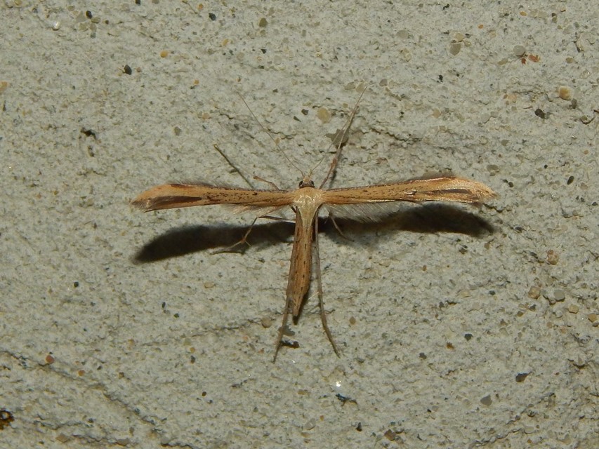 Pterophoridae - tollasmolyfélék