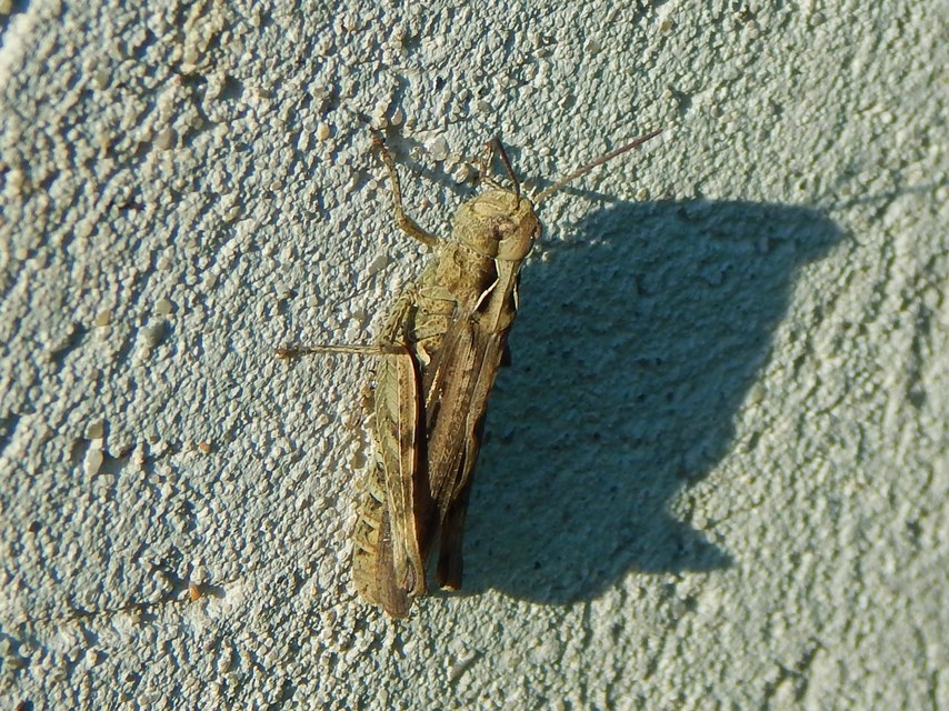 Omocestus haemorrhoidalis - barna tarlósáska