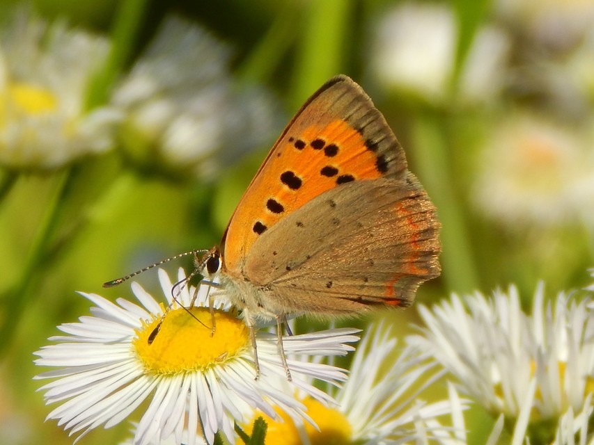 Lycaena phlaeas - közönséges tűzlepke