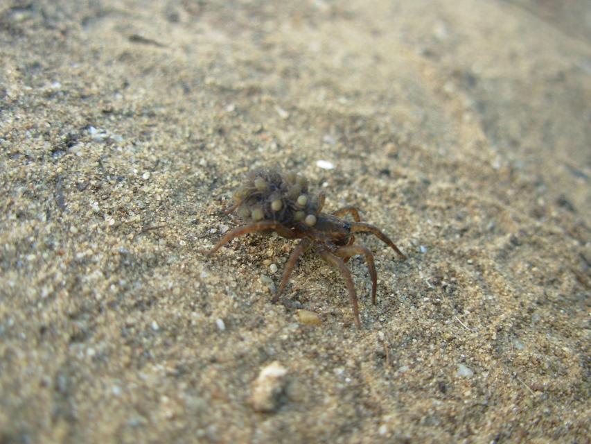 Trochosa