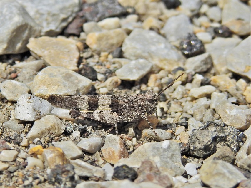 Oedipoda caerulescens - kékszárnyú sáska