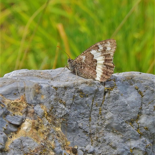 Brintesia circe - fehéröves szemeslepke