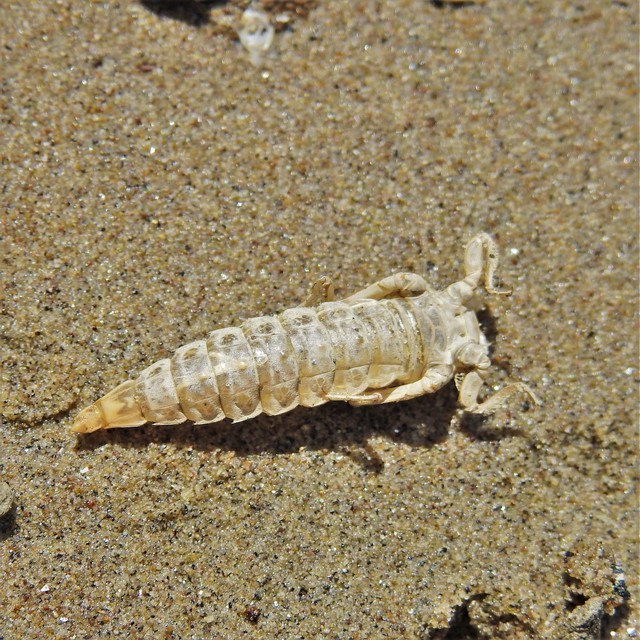 Gomphus flavipes - sárgalábú folyami-szitakötő