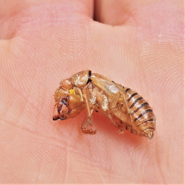 Cicadidae - énekeskabócák