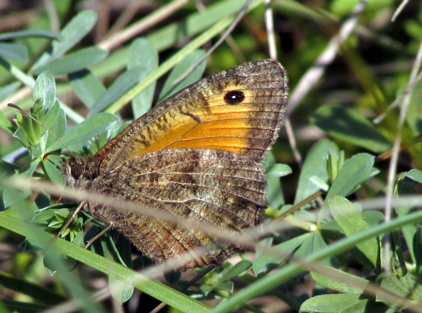 Arethusana arethusa - közönséges szemeslepke