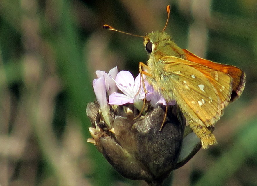 Hesperia comma - vesszős busalepke