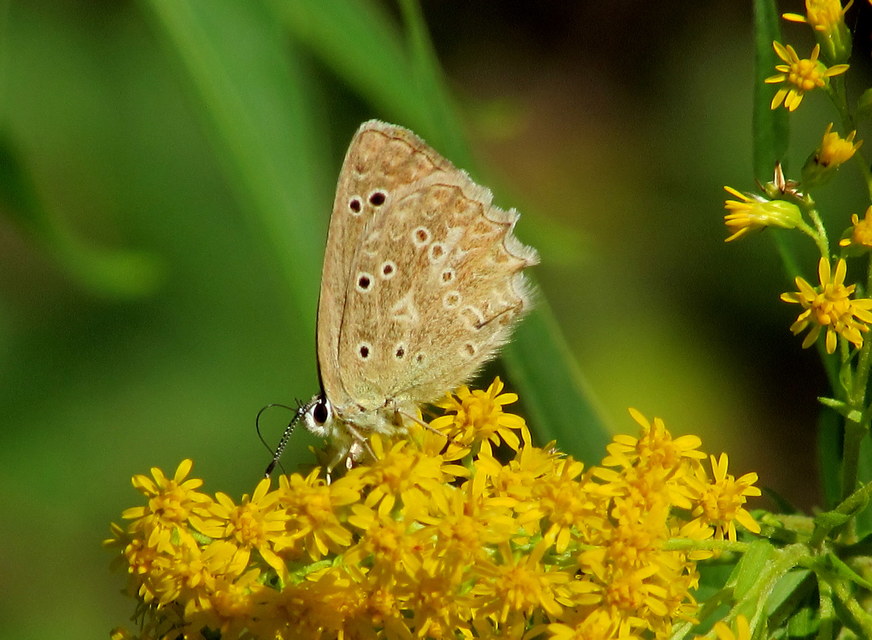 Polyommatus daphnis - csipkés boglárka