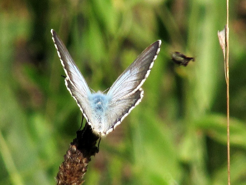 Polyommatus coridon - ezüstkék boglárka
