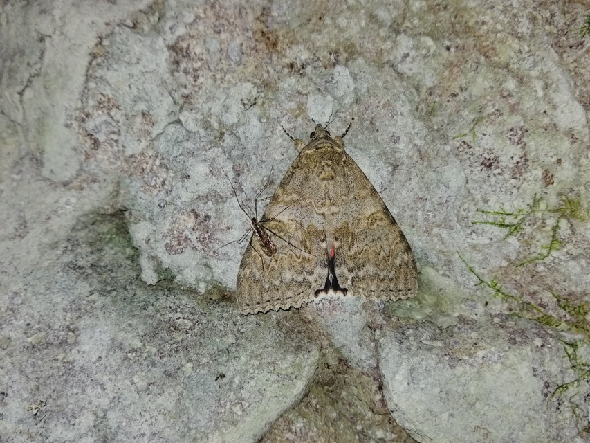 Catocala nupta - piros övesbagoly