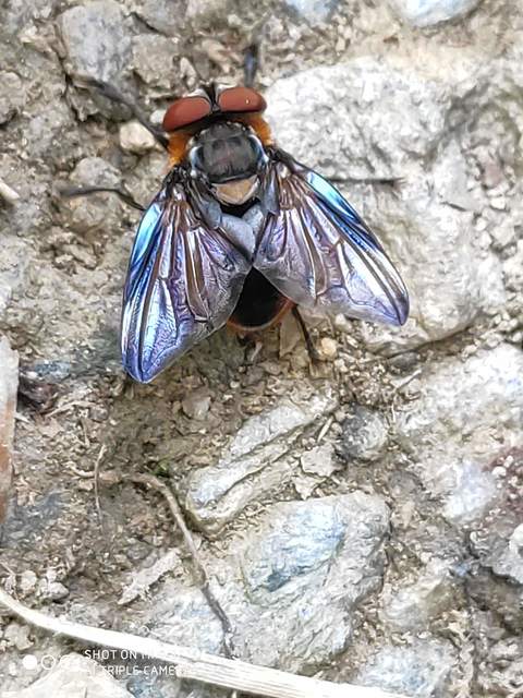 Phasia hemiptera