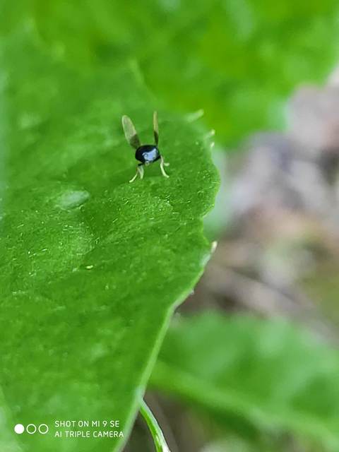 Pachygaster atra - fekete tüskéslégy