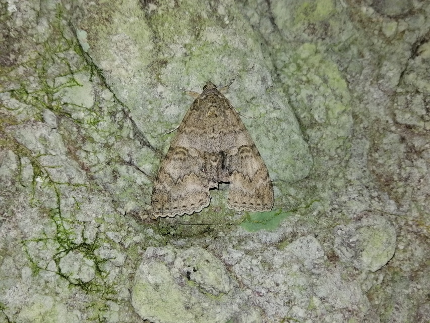 Catocala nupta - piros övesbagoly