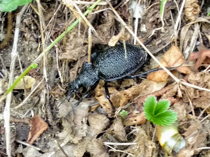 Carabus gigas