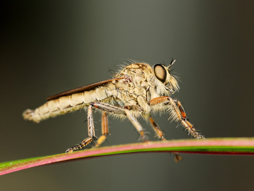 Tolmerus cingulatus