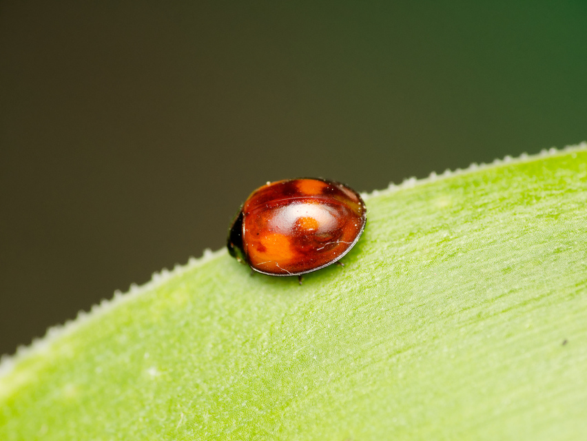 Exochomus quadripustulatus - négyfoltos szerecsenkata