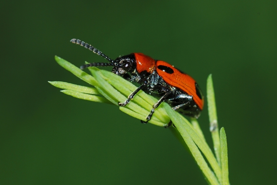 Crioceris quinquepunctata - ötpontos spárgabogár