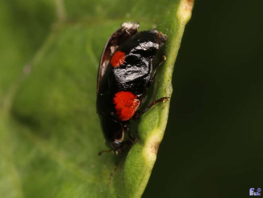 Adalia bipunctata - kétpettyes katica