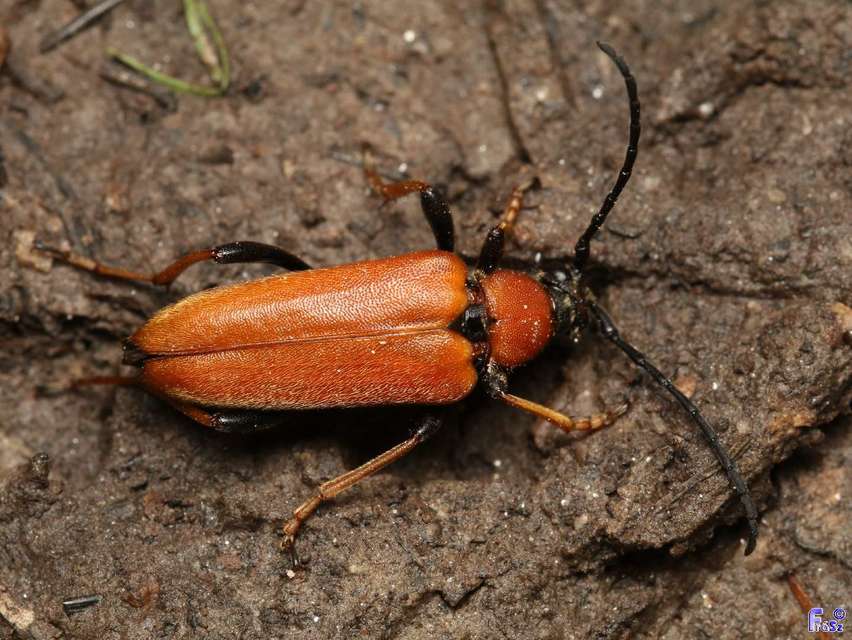 Stictoleptura rubra - vörös virágcincér