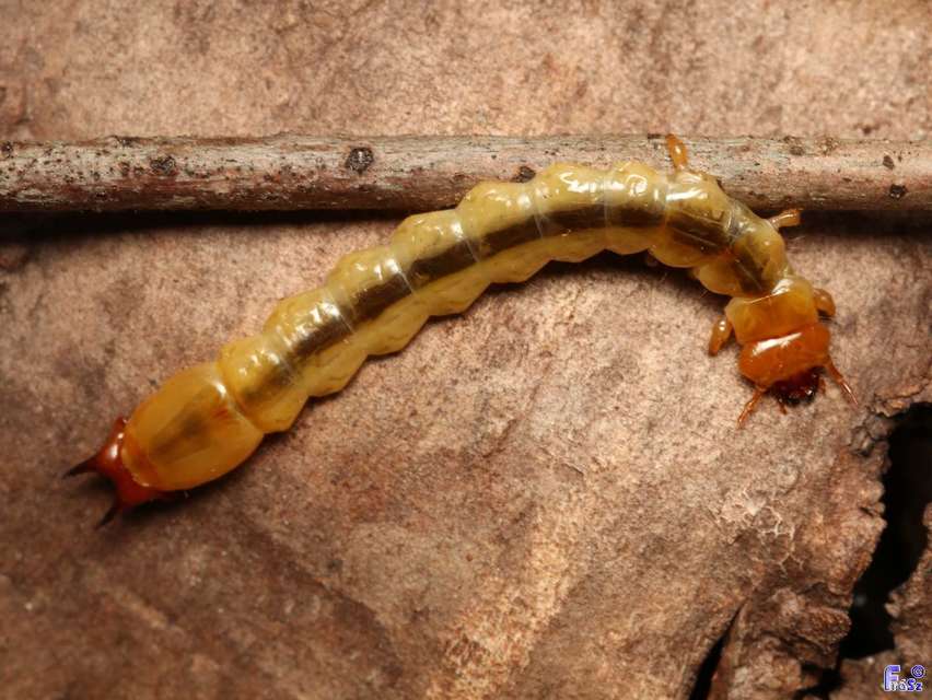 Pyrochroa coccinea - nagy bíborbogár