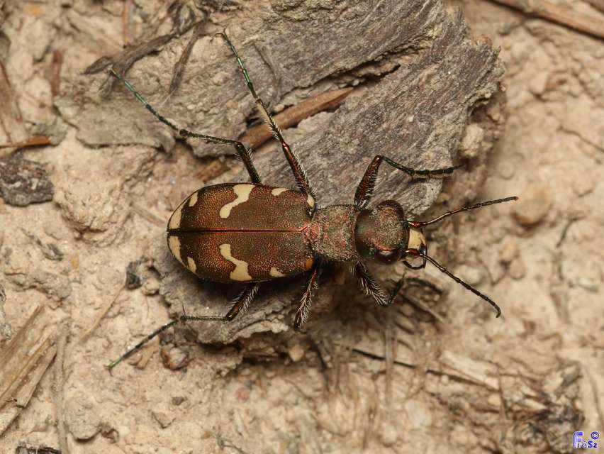 Cicindela sylvicola - erdei homokfutrinka