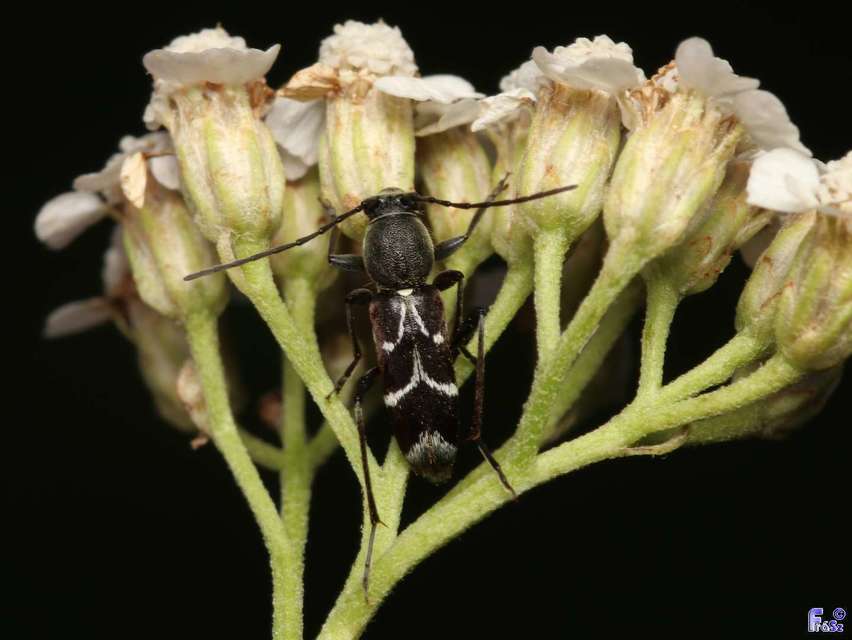 Chlorophorus sartor - feketevállú darázscincér