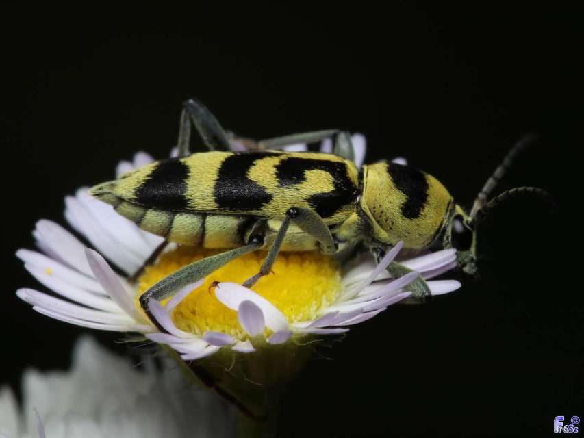 Chlorophorus varius - díszes darázscincér