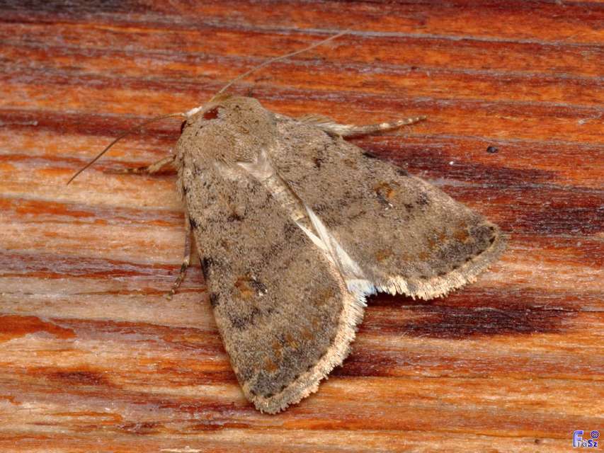 Paradrina clavipalpis - közönséges selymesbagoly